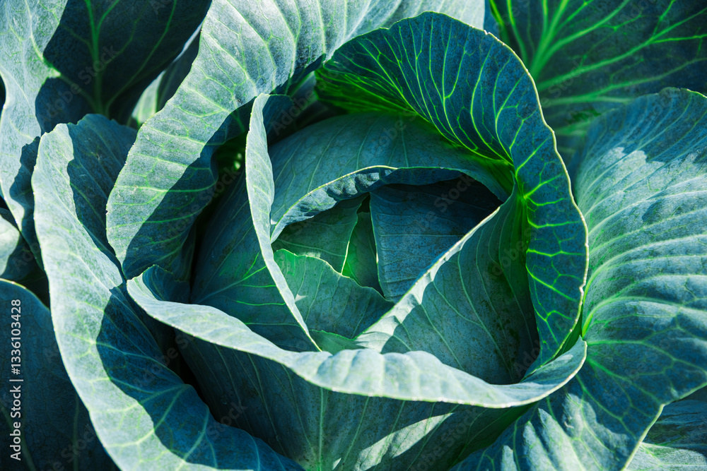 Fototapeta premium Cabbage is grown in field. Cabbage heads