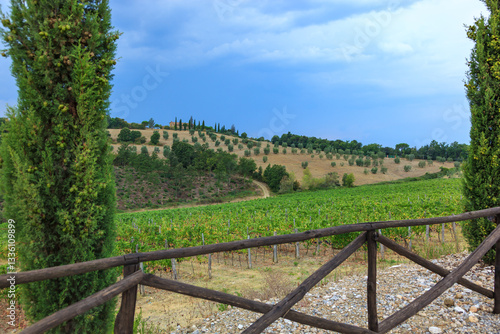 Tuscany, Borgo Scopeto, Italy - August 26, 2009: - Vineyards on hillsides with yellow clay soil in the vicinity of Tuscany, Italy