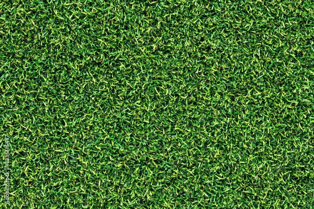 Fototapeta premium A detailed close up of a vibrant green lawn surface