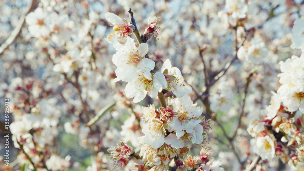 Fototapeta premium White Almond Tree Blossoms In Freshly Started Spring