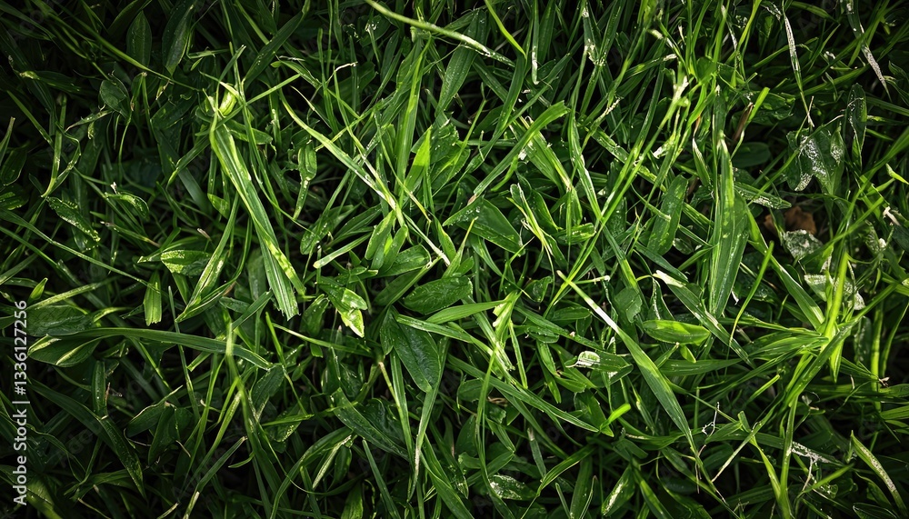 Close up of vibrant green grass with natural sunlight Close up of vibrant green grass with natural sunlight