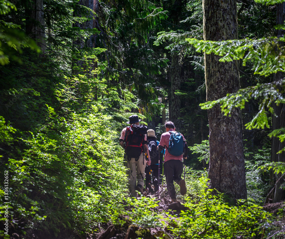 Backpackers hiking Summit Lake Trail in the forest. Mt Rainier National Park. Washington State.