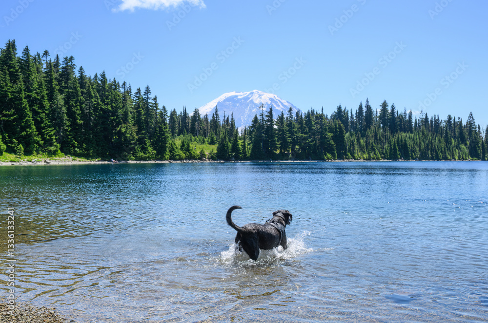 A black dog swimming in the Summit Lake. Mt Rainier in the distance. Mt Rainier National Park. Washington State.