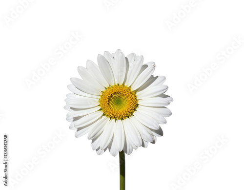 Wallpaper Mural daisy isolated on white background Torontodigital.ca