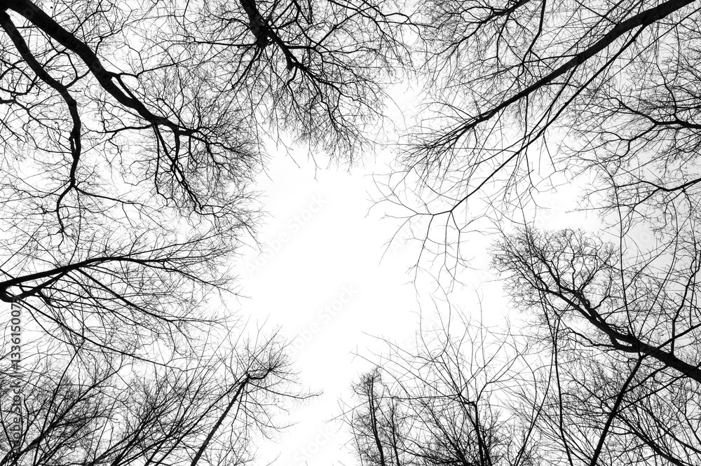 Tree branches isolated on white background. Dead tree without leaves. Black trees silhouettes on sky background. Bare branches trees in winter. Branch pattern texture.