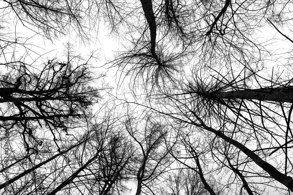 Tree branches isolated on white background. Dead tree without leaves. Black trees silhouettes on sky background. Bare branches trees in winter. Branch pattern texture.