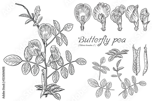 Line Art Vector of butterfly pea for your art work.