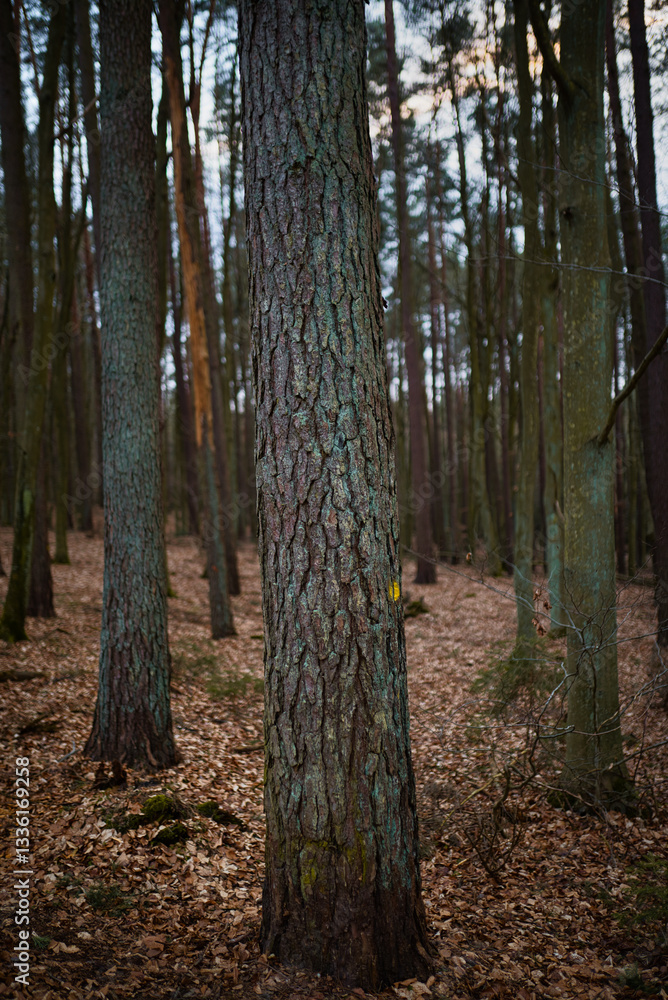 Fototapeta premium forest in autumn