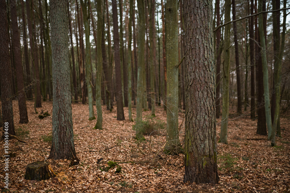 forest in autumn forest in autumn