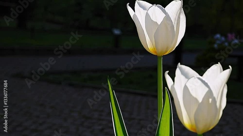white crocus flower