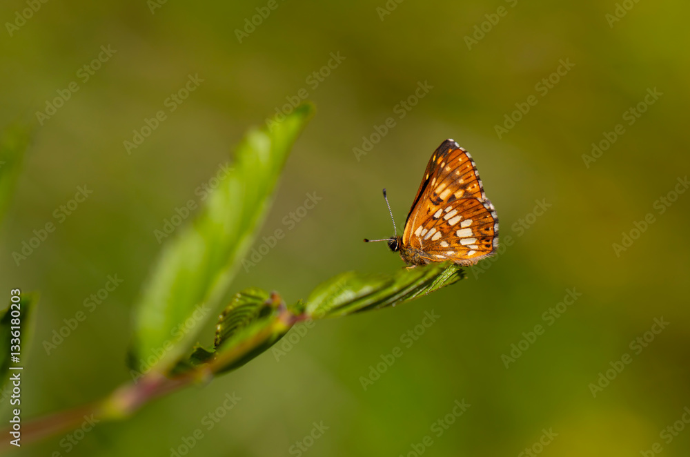 Hamearis lucina, Duke, orange butterfly on leaf with green background, selective focus. Hamearis lucina, Duke, orange butterfly on leaf with green background, selective focus.