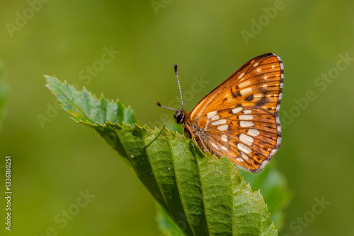 Hamearis lucina, Duke, orange butterfly on leaf with green background, selective focus.
