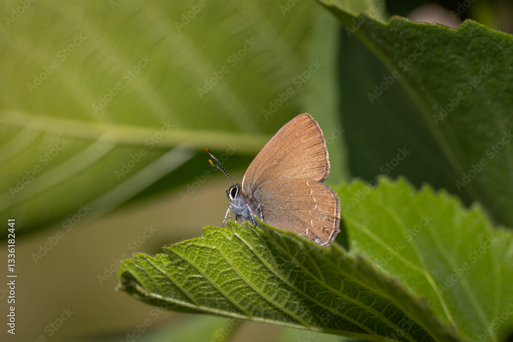 brown tiny butterfly on green leaf, Zap Hairstreak, Satyrium zabni