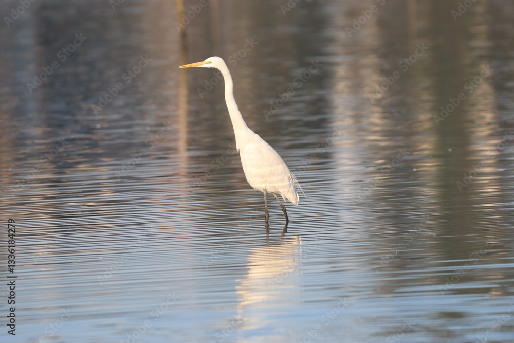 Obraz premium Great Egret