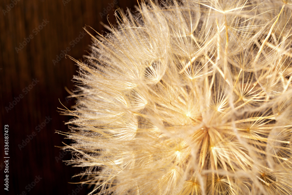 Fototapeta premium Ball from dry dandelion seeds on brown wooden background. The concept of life and old age
