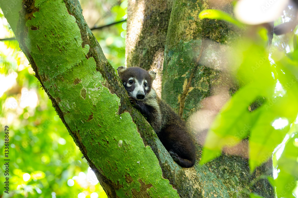 White Nosed Coati, tier, säugetier, natur, braun, wild lebende tiere, wild, fell, costa rica