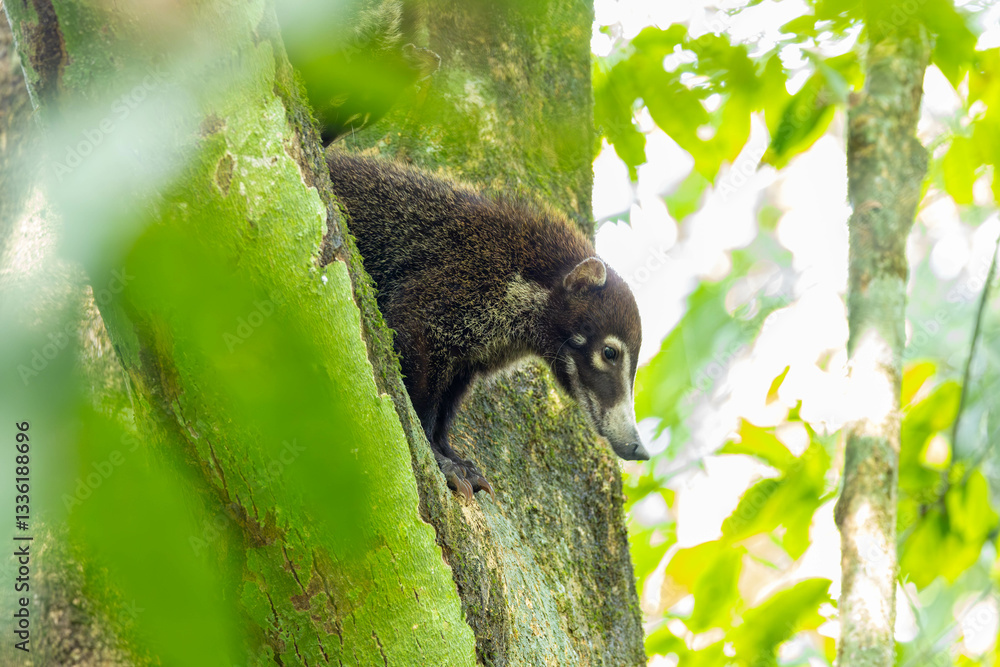 White Nosed Coati, tier, säugetier, natur, braun, wild lebende tiere, wild, fell, costa rica