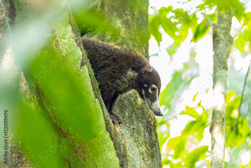 Obraz na płótnie White Nosed Coati, tier, säugetier, natur, braun, wild lebende tiere, wild, fell, costa rica w salonie