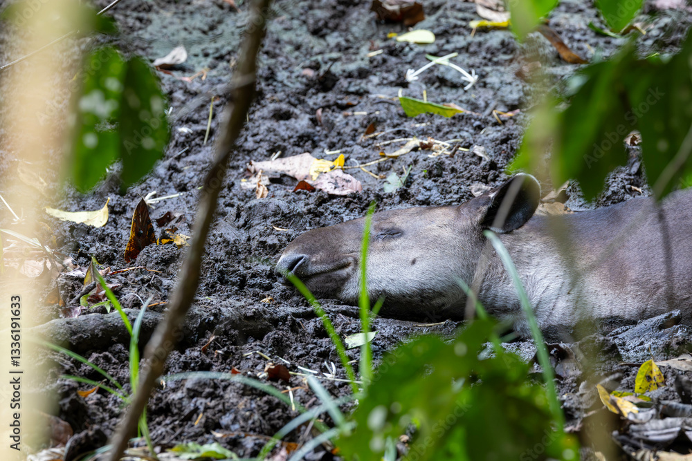 tapir, wild lebende tiere, wild, costa rica, natur, säugetier