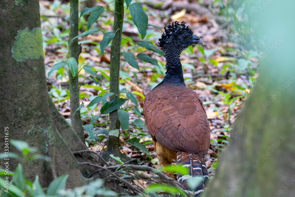 Bare-faced Curassow, bird, tier, natur, wild, wild lebende tiere, fasan, schnabel, braun