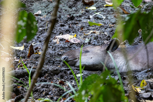 Obraz na płótnie tapir, wild lebende tiere, wild, costa rica, natur, säugetier w salonie