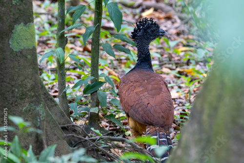 Obraz na płótnie Bare-faced Curassow, bird, tier, natur, wild, wild lebende tiere, fasan, schnabel, braun w salonie