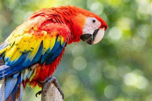 Obraz na płótnie Scarlet Macaw, bird, wild lebende tiere, tier, natur, wild, schnabel, baum, ast, feather, Costa Rica, exotisch, dschungel, regenwald, costa w salonie