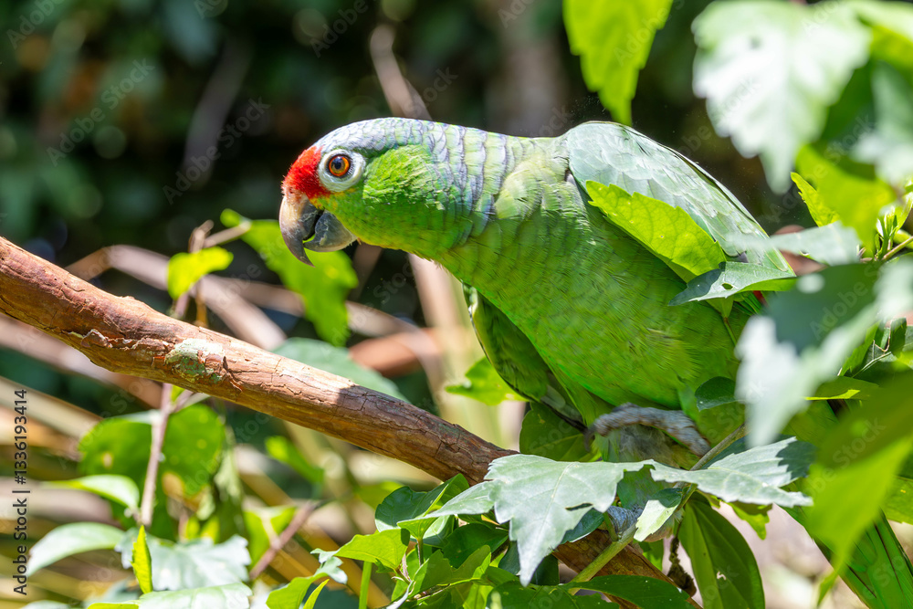 Green Parot, bird, green, tier, schnabel, tropisch, Costa Rica, baum, schön, farbe, blau, rot, exotisch, dschungel, wild lebende tiere, natur, bunt, Costa Rica