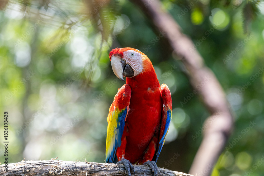 Scarlet Macaw, bird, wild lebende tiere, tier, natur, wild, schnabel, baum, ast, feather, Costa Rica, exotisch, dschungel, regenwald, costa