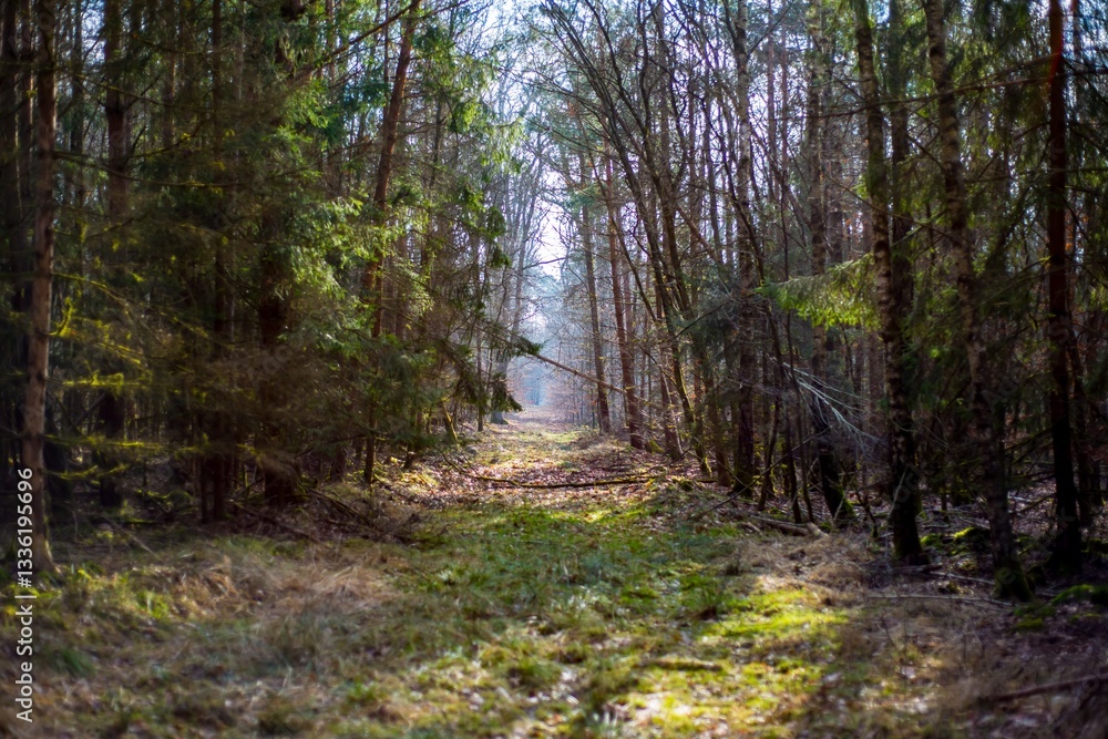 Fototapeta premium leśna droga w promieniach słońca