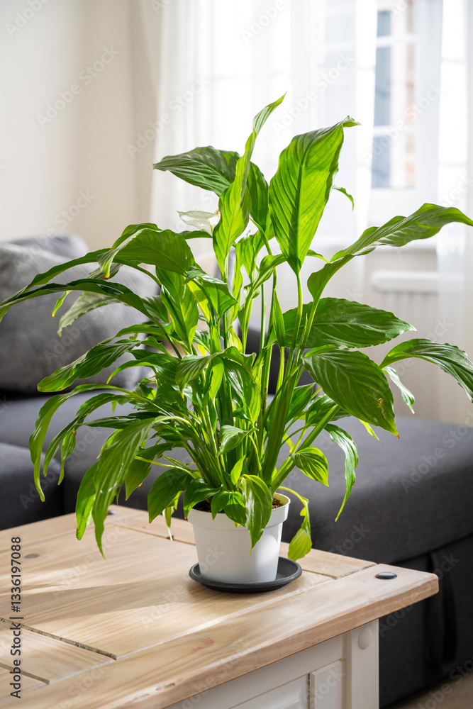 Fototapeta premium Spathiphyllum peace lily indoor plants sunset beautiful light
