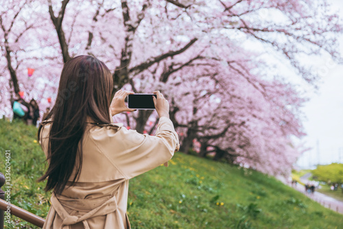 Quadro su tela Traveler asian woman with mobile phone travel in sakura cherry blossom tree in G