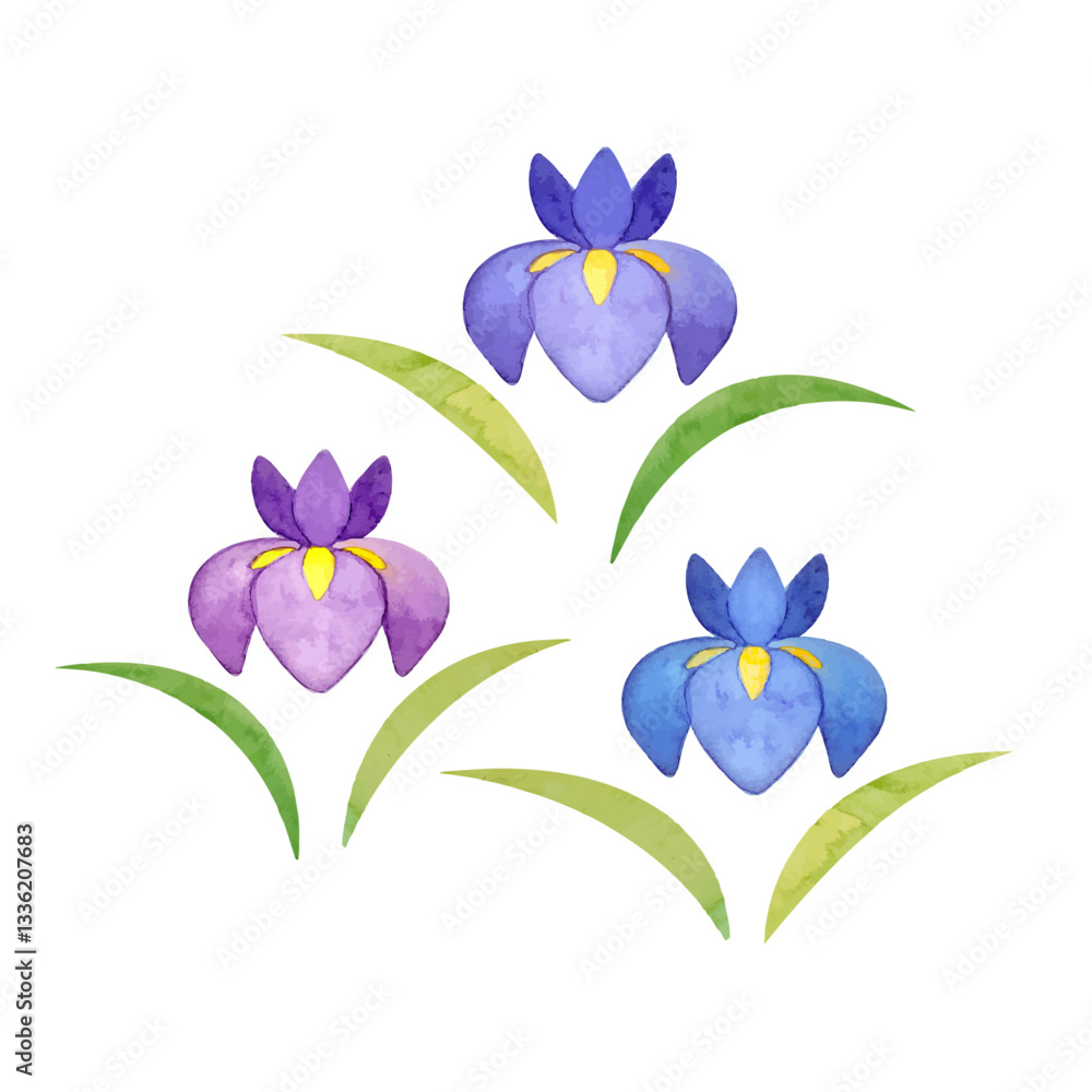 水彩手書きの菖蒲のイラスト 水彩手書きの菖蒲のイラスト