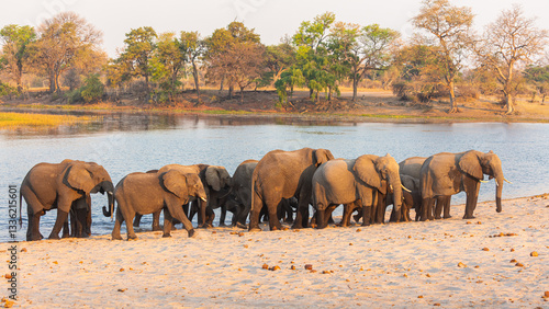 Canvas Print Herd of African elephants (Loxodonta africana) on the sandy bank of the Kwando r