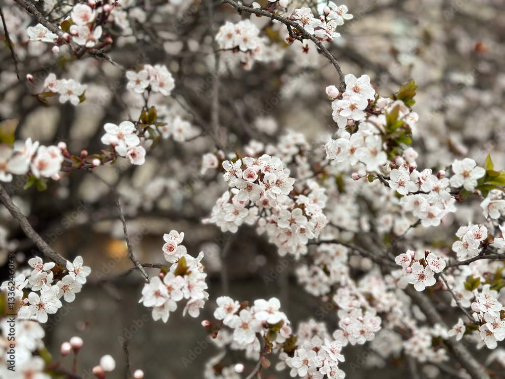 Dense white blossoms covering tree branches in spring. Concept of renewal nature, purity and natural beauty. Spring season Dense white blossoms covering tree branches in spring. Concept of renewal nature, purity and natural beauty. Spring season