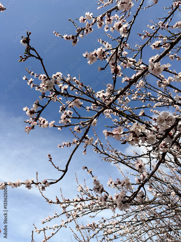 Blossoming tree branches against a clear blue sky. Concept of spring, renewal and nature Blossoming tree branches against a clear blue sky. Concept of spring, renewal and nature