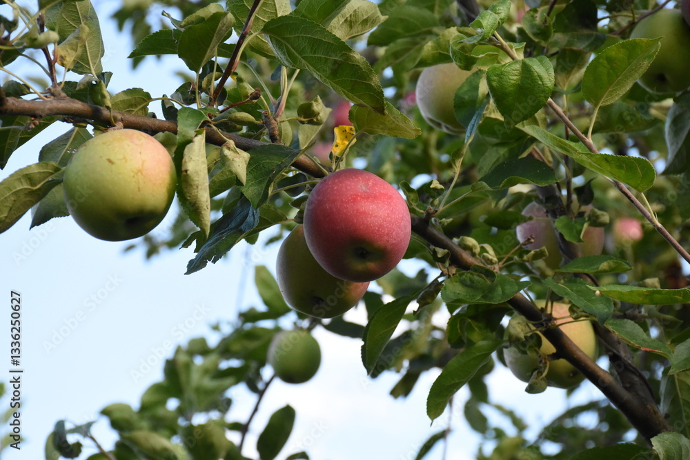 Obraz premium Ripe Apples Hanging on a Branch in a Sunlit Orchard 