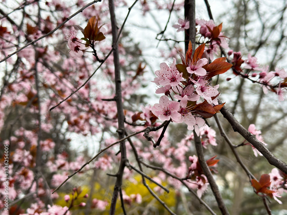 Blooming tree in the gentle sunshine. Spring renewal and nature's rebirth Blooming tree in the gentle sunshine. Spring renewal and nature's rebirth