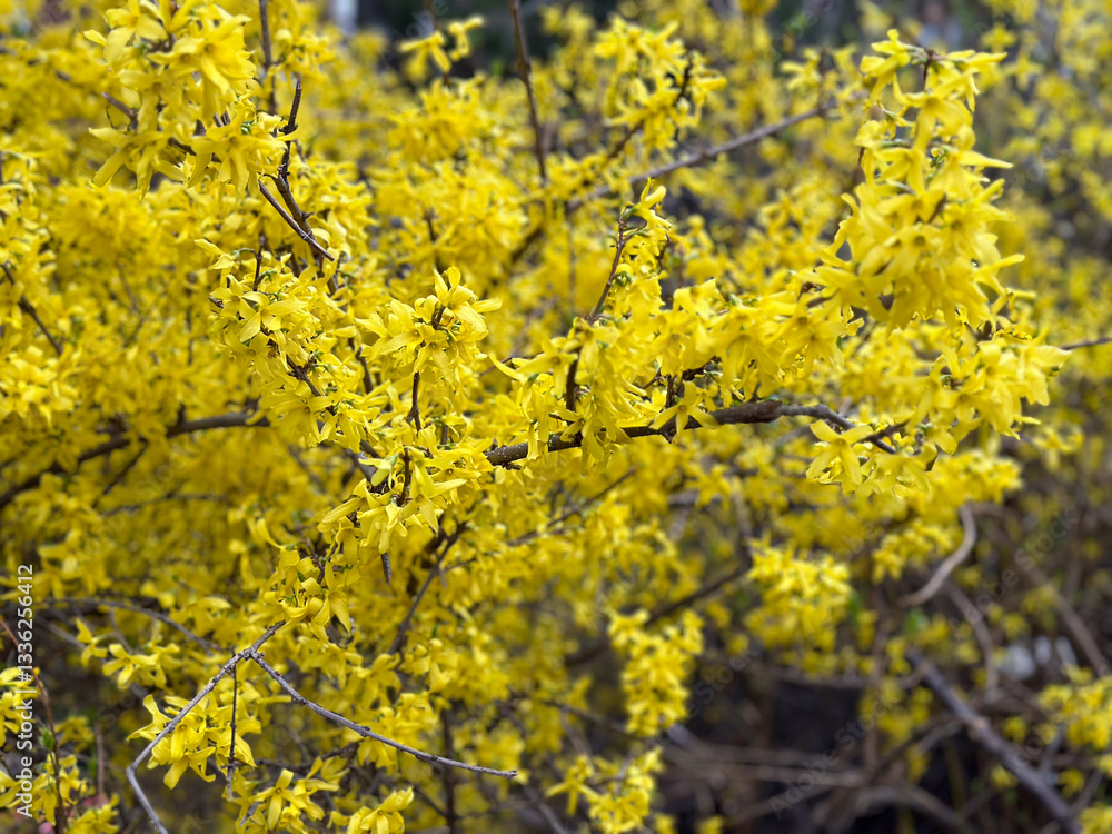Yellow forsythia blossoms on delicate branches. Concept of spring, renewal nature and botany Yellow forsythia blossoms on delicate branches. Concept of spring, renewal nature and botany