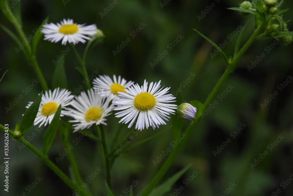 Erigeron Flower in a Meadow: A Delicate Natural Beauty
Erigeron Flower in a Meadow: A Delicate Natural Beauty
