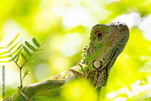 Obraz na płótnie iguana, eidechse, green, reptil, tier, natur, wild lebende tiere, leguan, baum, tropisch, drache, ast, fauna, basilisk, amphibie, pflanze w salonie
