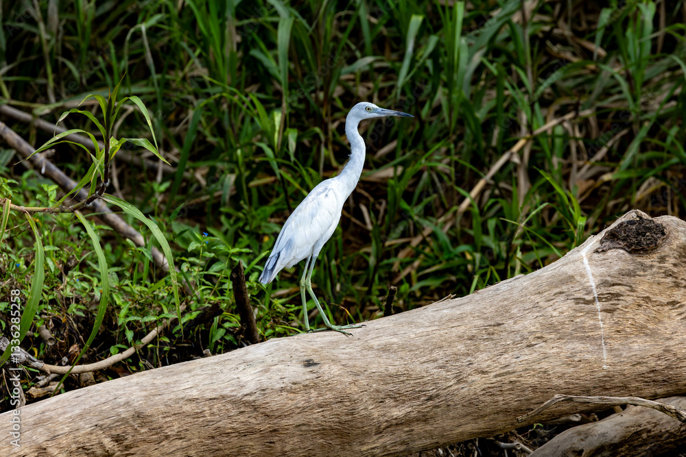 heron, bird, reiher, wild lebende tiere, natur, tier, wasser, grau, schnabel, wild, blau, costa rica heron, bird, reiher, wild lebende tiere, natur, tier, wasser, grau, schnabel, wild, blau, costa rica