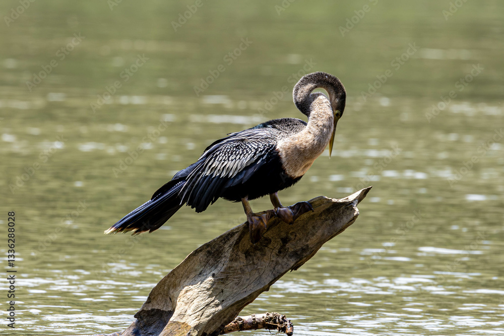 Anhiga, bird, wild lebende tiere, natur, wasser, schnabel, see, wild, reiher, flügel, costa rica