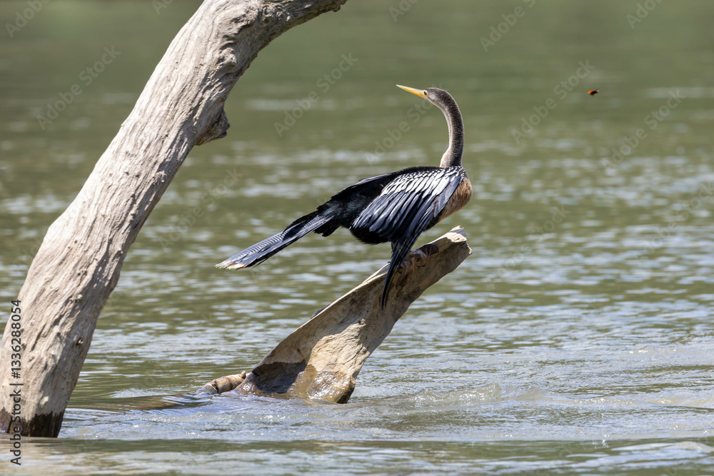 Anhiga, bird, wild lebende tiere, natur, wasser, schnabel, see, wild, reiher, flügel, costa rica