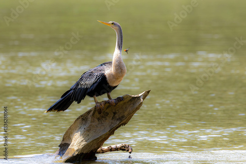 Obraz na płótnie Anhiga, bird, wild lebende tiere, natur, wasser, schnabel, see, wild, reiher, flügel, costa rica w salonie
