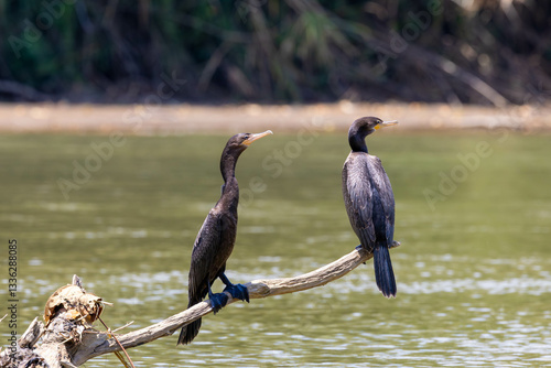 Obraz na płótnie cormoran, bird, wild lebende tiere, natur, wasser, schnabel, see, wild, reiher, flügel, costa rica w salonie