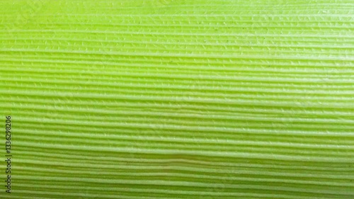 Side Motion Corn Husk Texture with Visible Natural Lines – Seamless Loop Background
