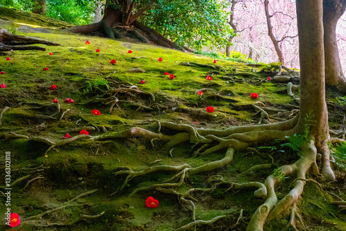 京都　城南宮　しだれ梅と落ち椿