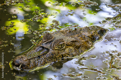 Obraz na płótnie reptil, tier, wasser, wild lebende tiere, natur, dangerous, wild, gebiss, sumpf, gefahr, auge, raubtier, echte kaimane, costa rica w salonie
