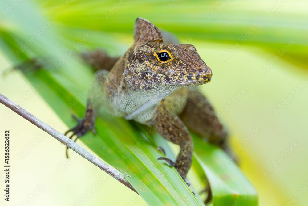 natur, green, eidechse, reptil, wild lebende tiere, amphibie, pflanze, wild, costa rica